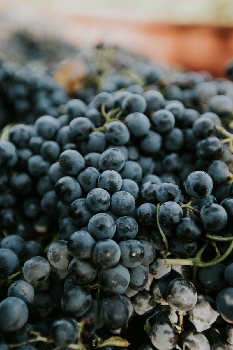 <b>Photographie</b> <br><i>Vignerons du Mont Ventoux</i>